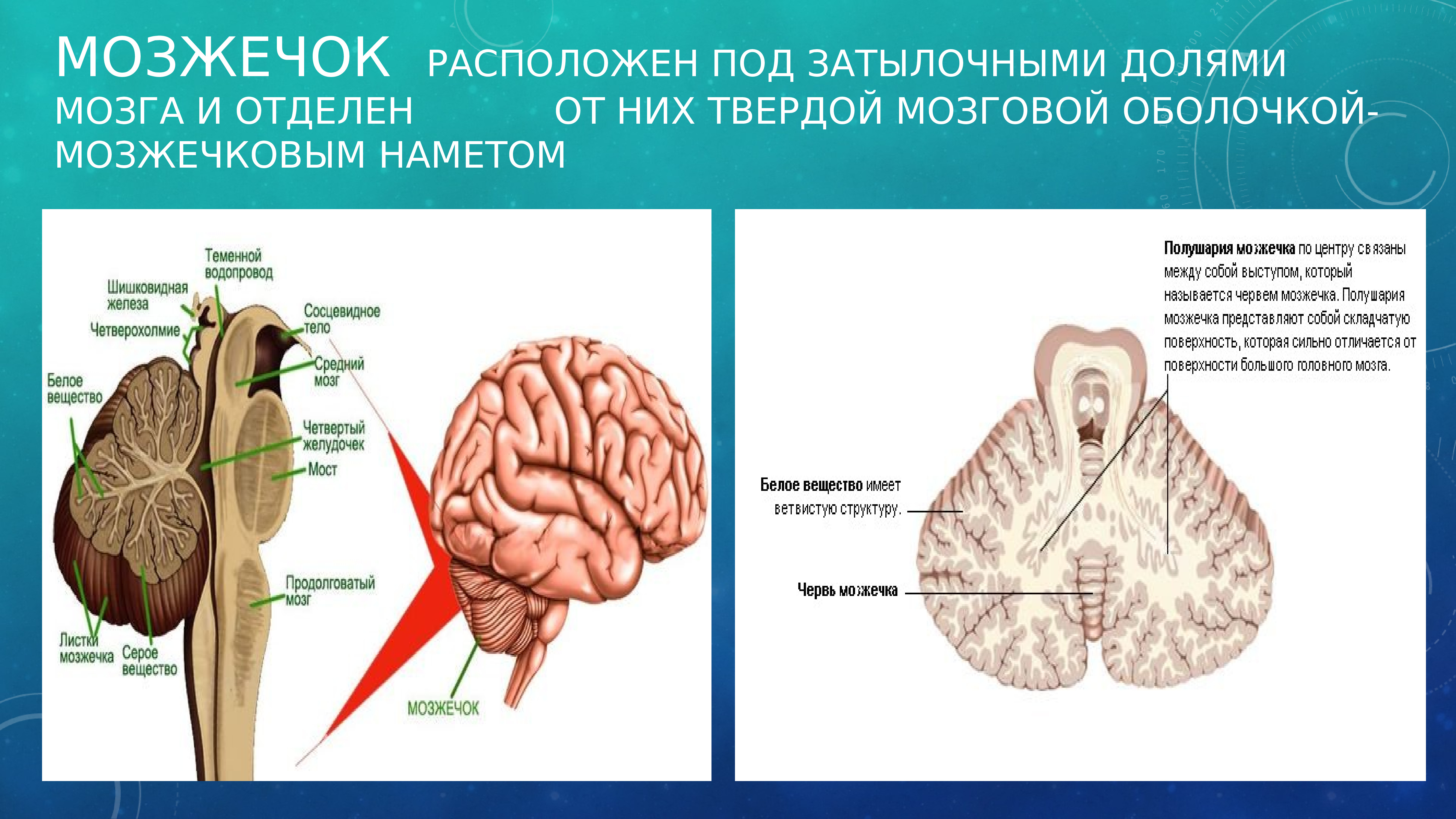 Под расположен. Мозжечок расположен. Доли мозжечка. Под наметом мозжечка. Между полушариями мозжечка.