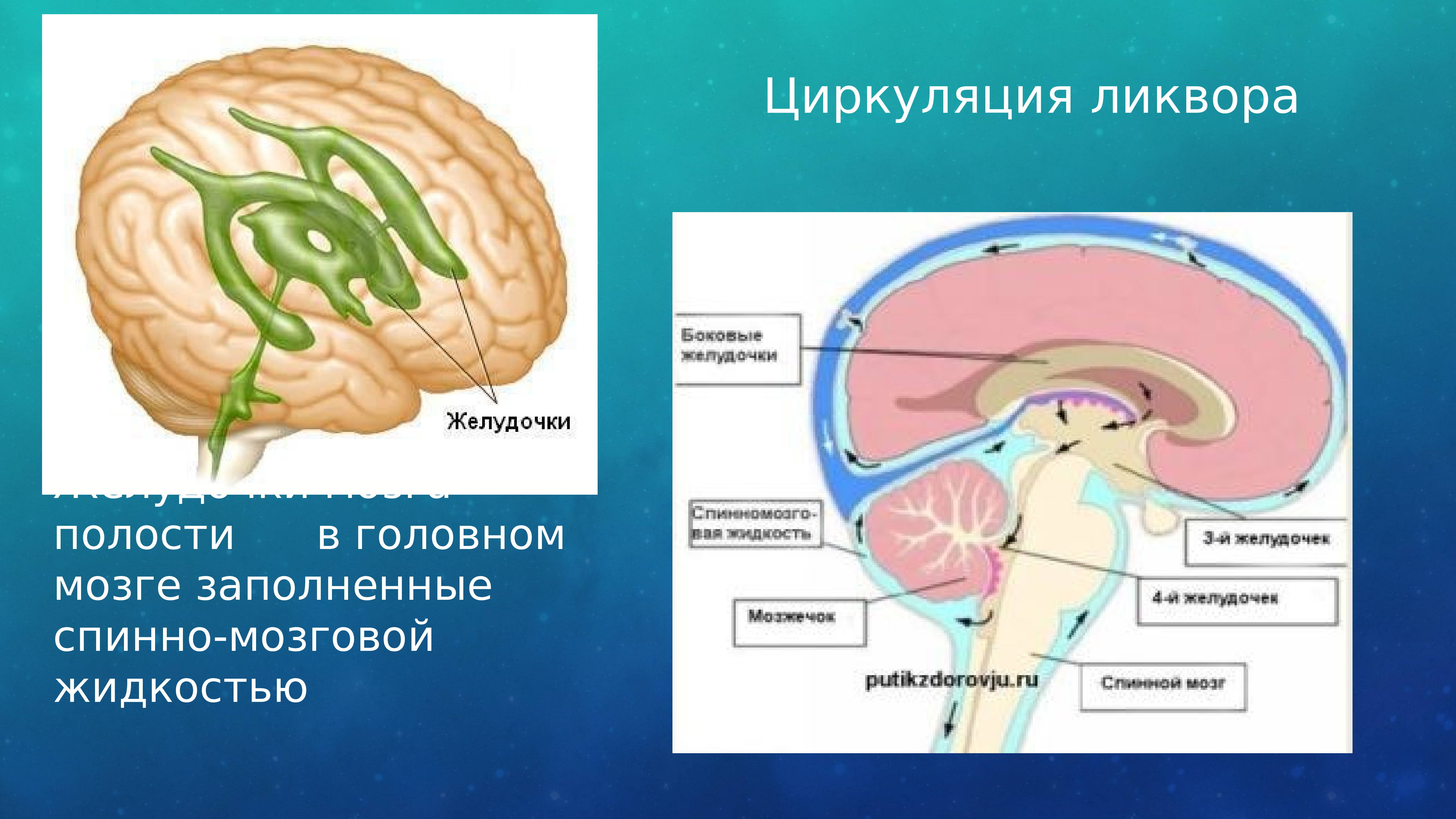 Полости мозга заполнены. Циркуляция ликвора в головном мозге. Ликвор в желудочках мозга. Циркуляция спинномозговой жидкости в головном мозге. Желудочки мозга и циркуляция спинномозговой жидкости.
