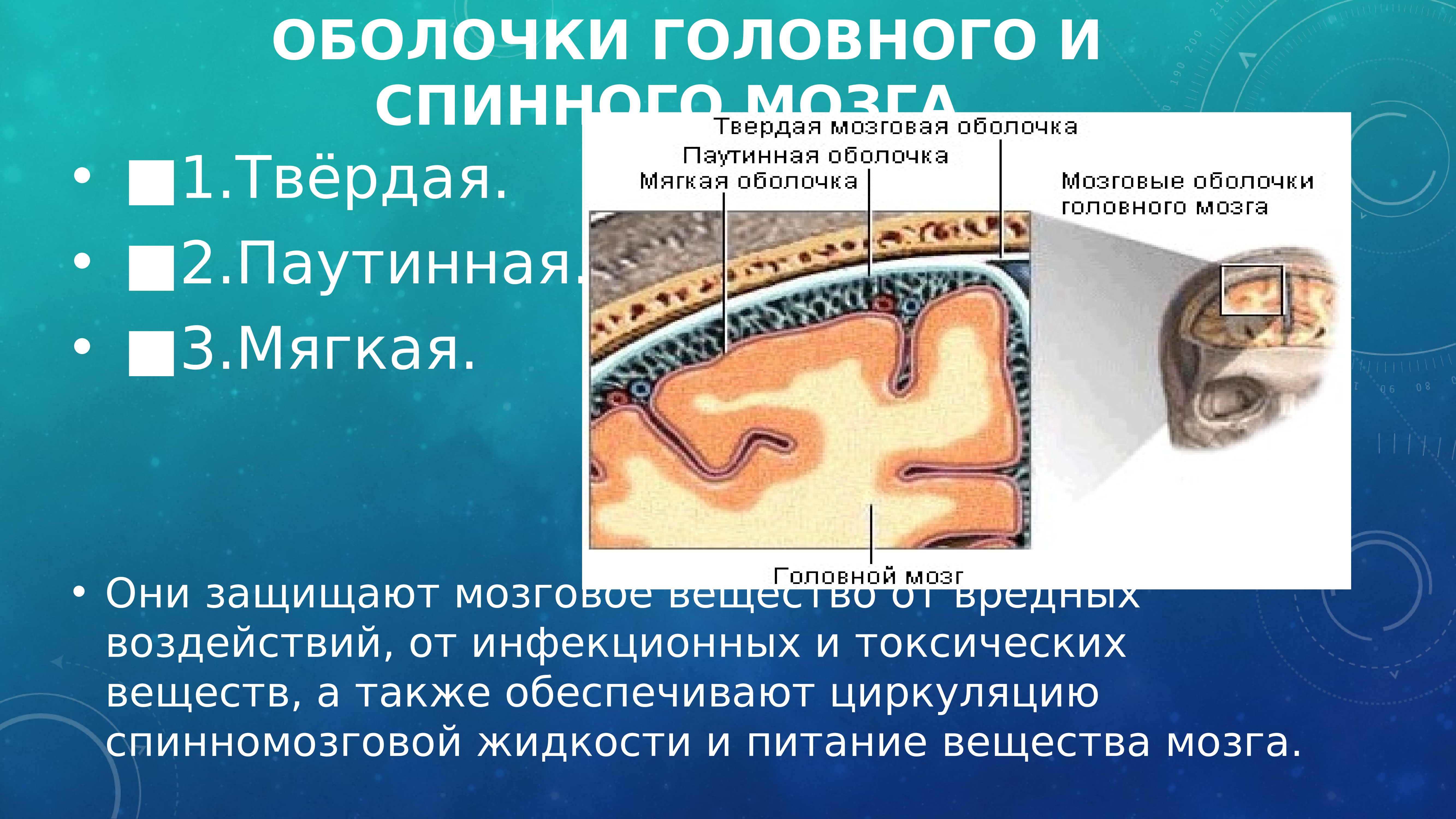 Мозговые оболочки. Функции и строение оболочек головного мозга и спинного мозга. Функции твердой оболочки спинного мозга. Строение мягкой оболочки спинного мозга. Схематическое изображение оболочек головного и спинного мозга.