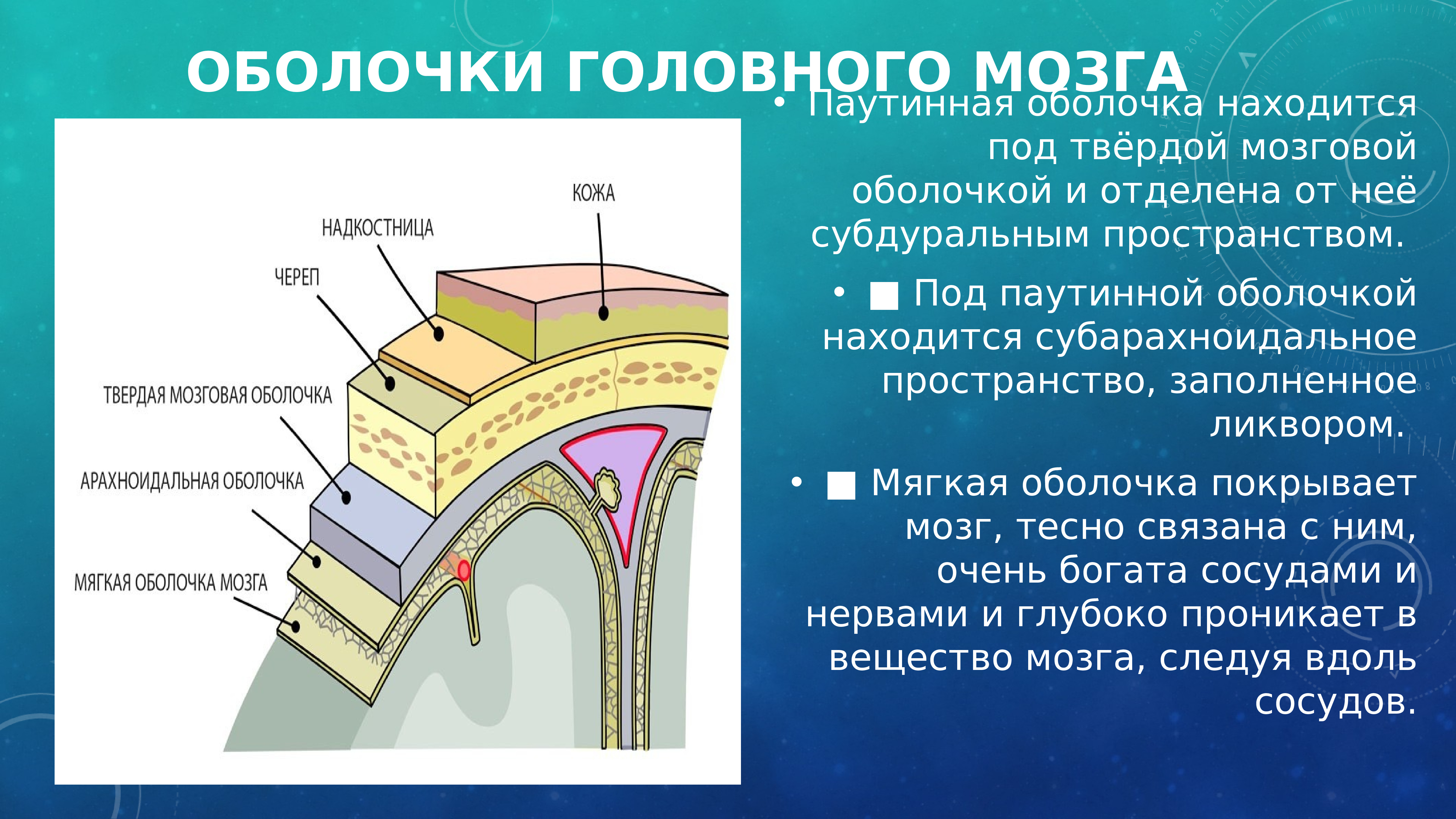 Пространство расположенное. Оболочки головного мозга твердая паутинная и мягкая. Структура твердой мозговой оболочки анатомия. Паутинная оболочка головного мозга функции. Структура твёрдой мозговой оболочки головного мозга.