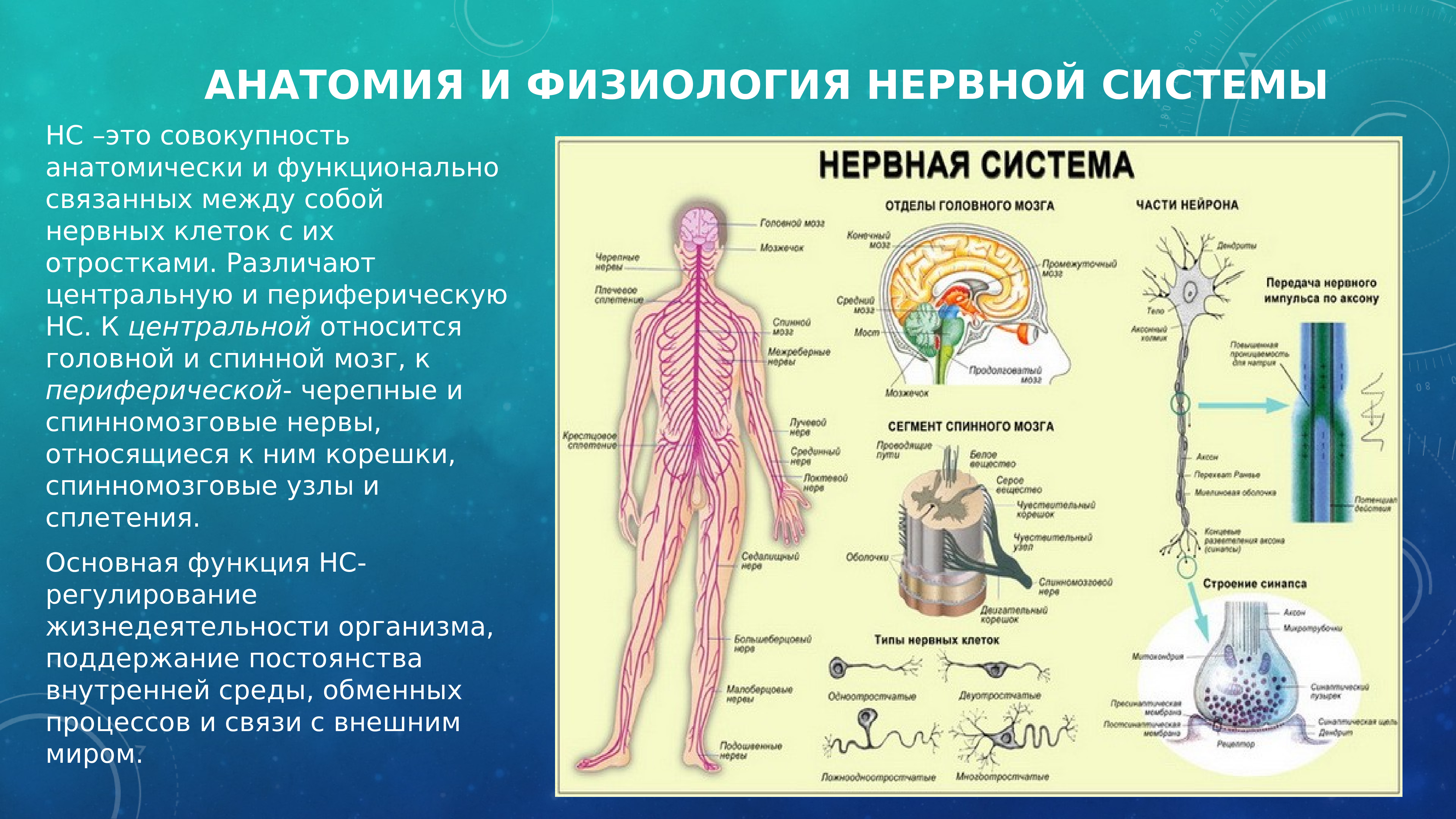 Анатомия и физиология нервной системы