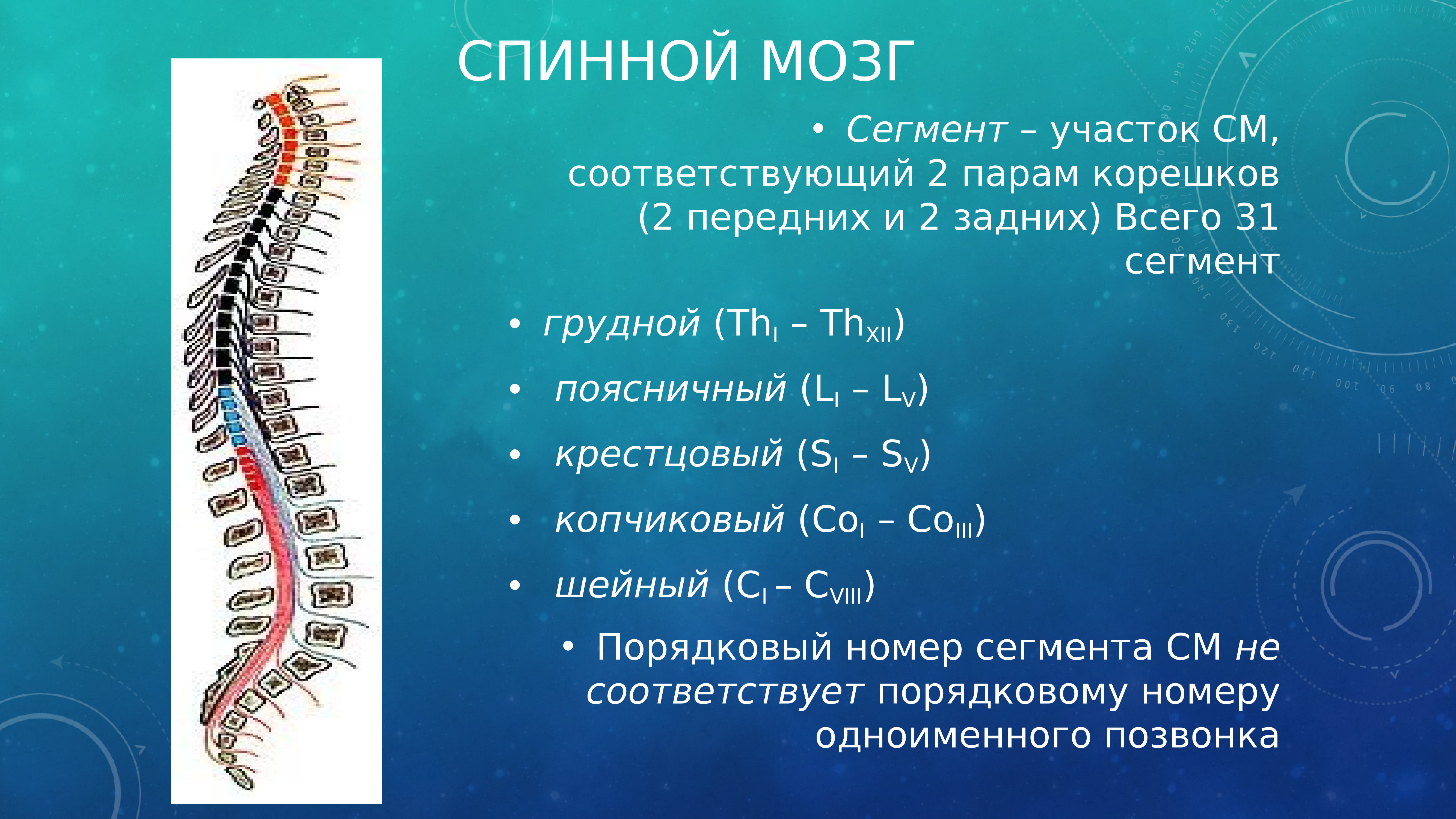 Сегменты мозга. Сегменты спинного мозга. Сегмент спинного мозга неврология. Копчиковый сегмент спинного мозга. Сегменты спинного мозга д сегменты.