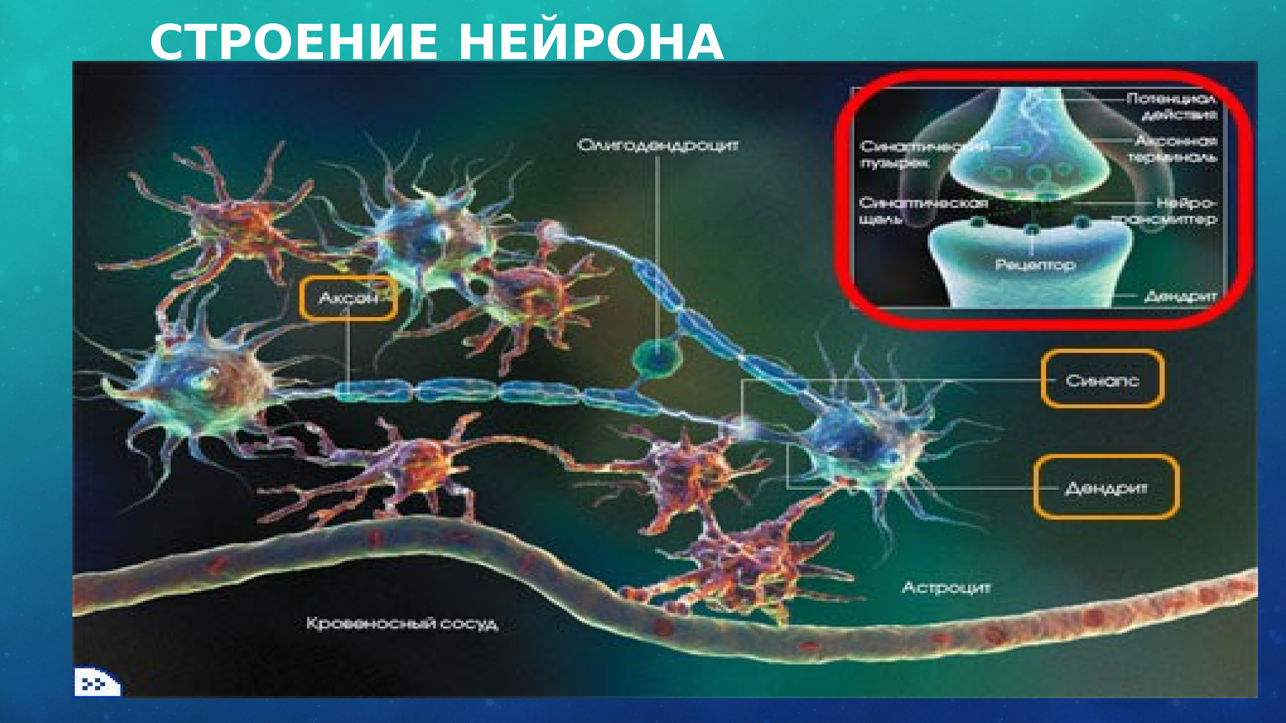 Искусственный нейрон. Строение нейрона. Строение нейрона медколледж. Задачи искусственного нейрона. Нейрон схема PNG.