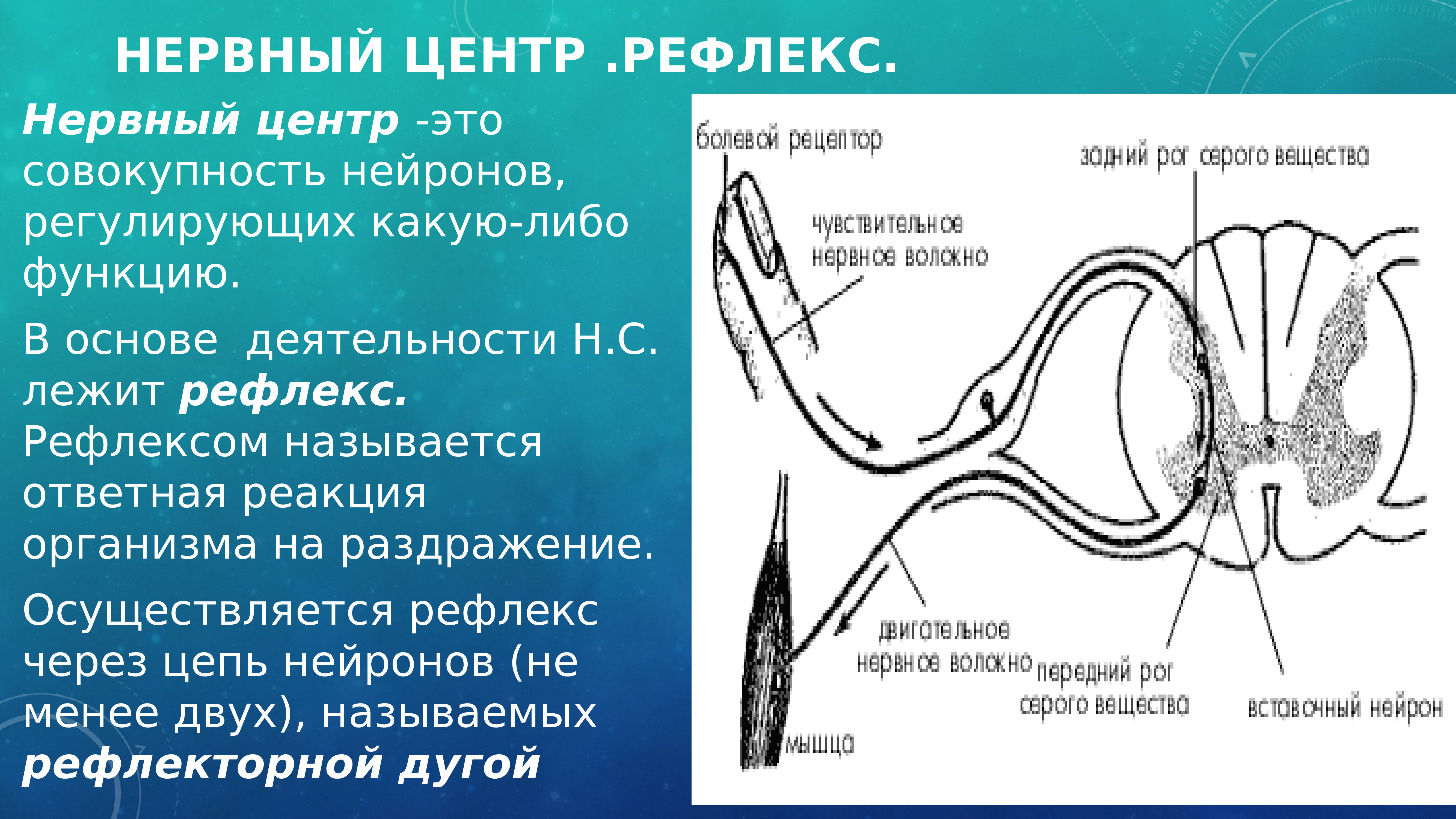 Нервный центр находится. Нервный центр. Рефлекторный нервный центр. Рефлекс это ответная реакция организма на раздражение. Строение нервного центра.