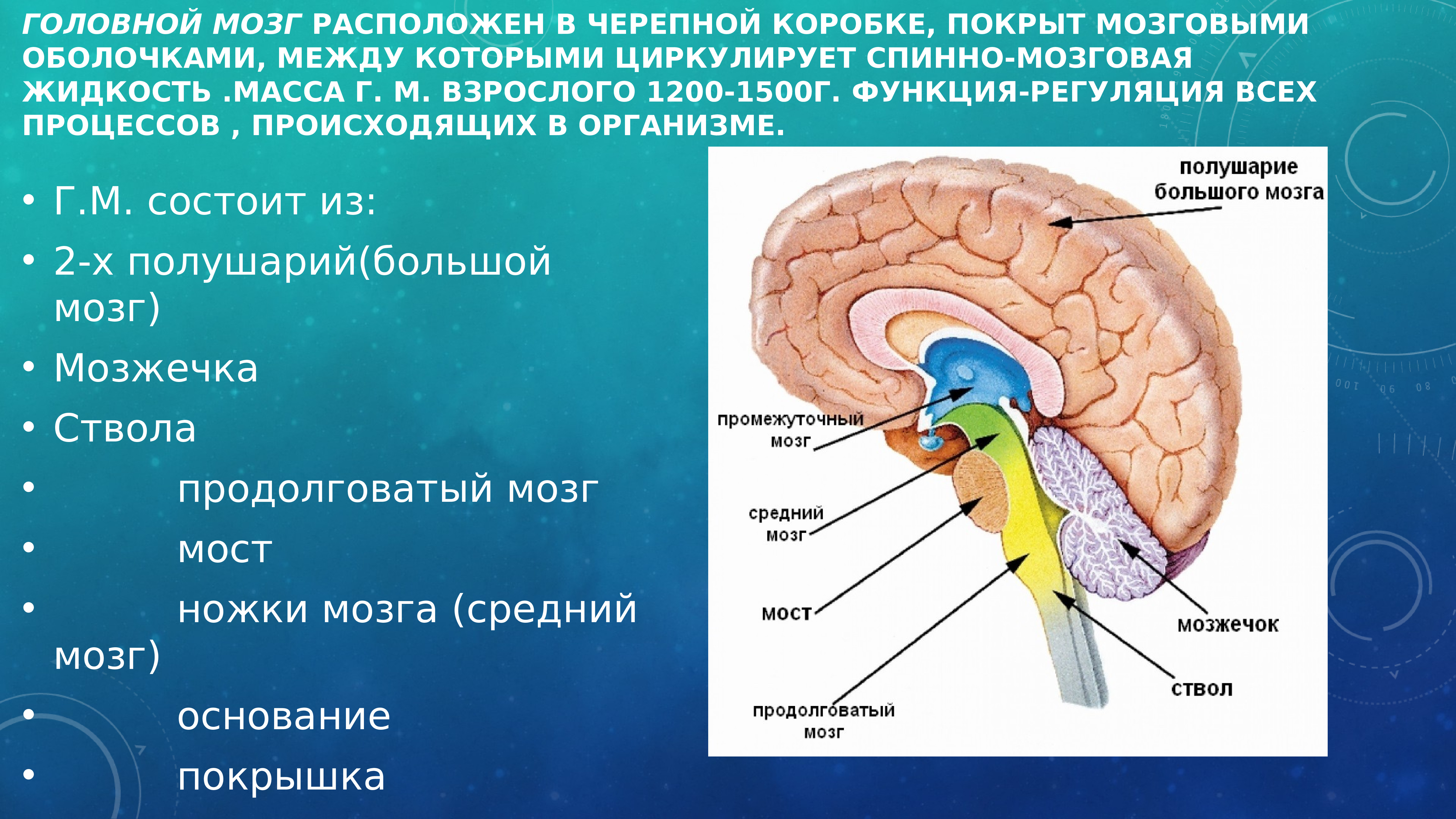 Выполняемые функции ствола головного мозга. Головной мозг. Головной мозг расположен. Головной мозг покрыт оболочками. Головной мозг в черепной коробке.
