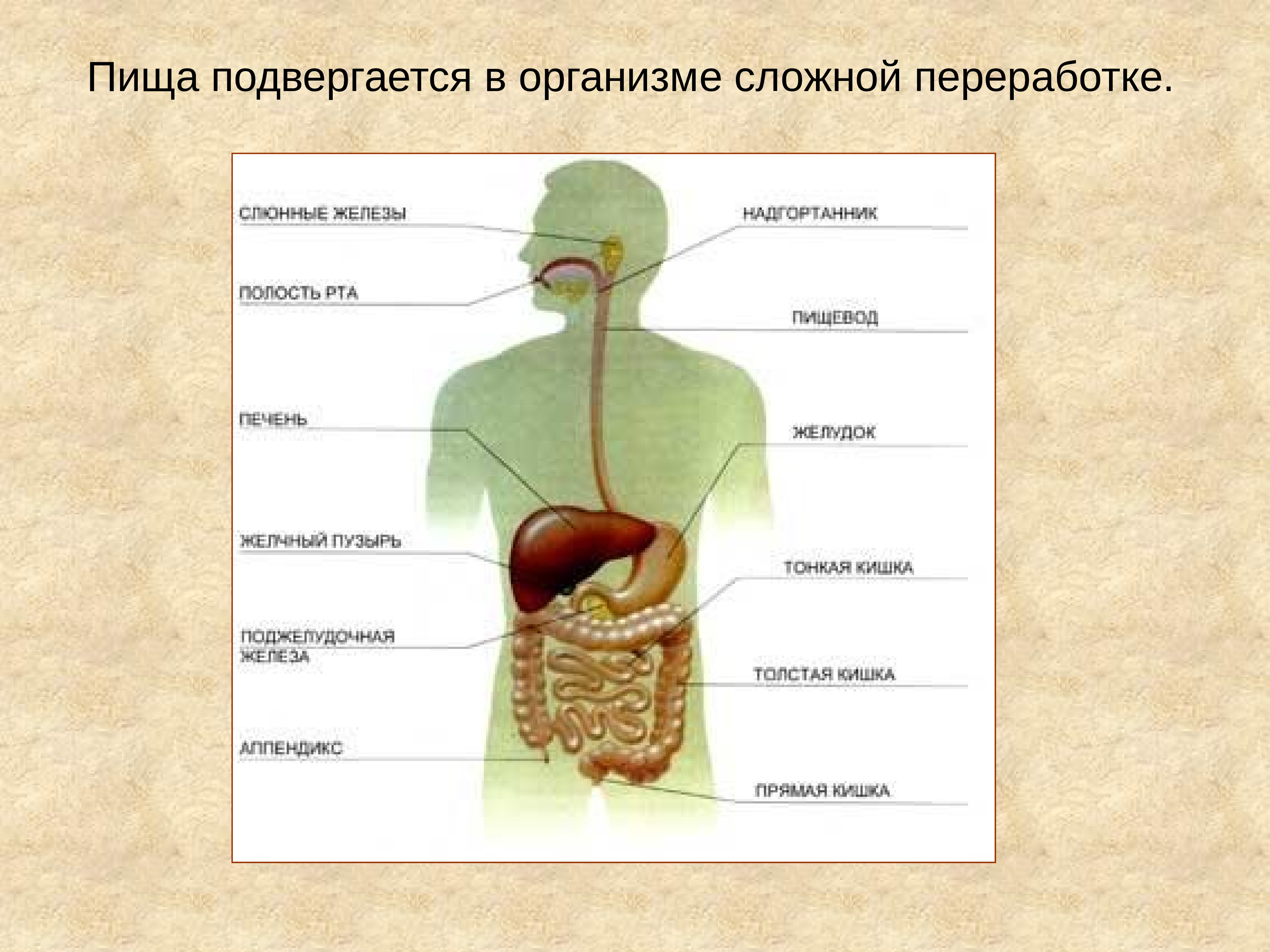 Схема движения пищи у человека