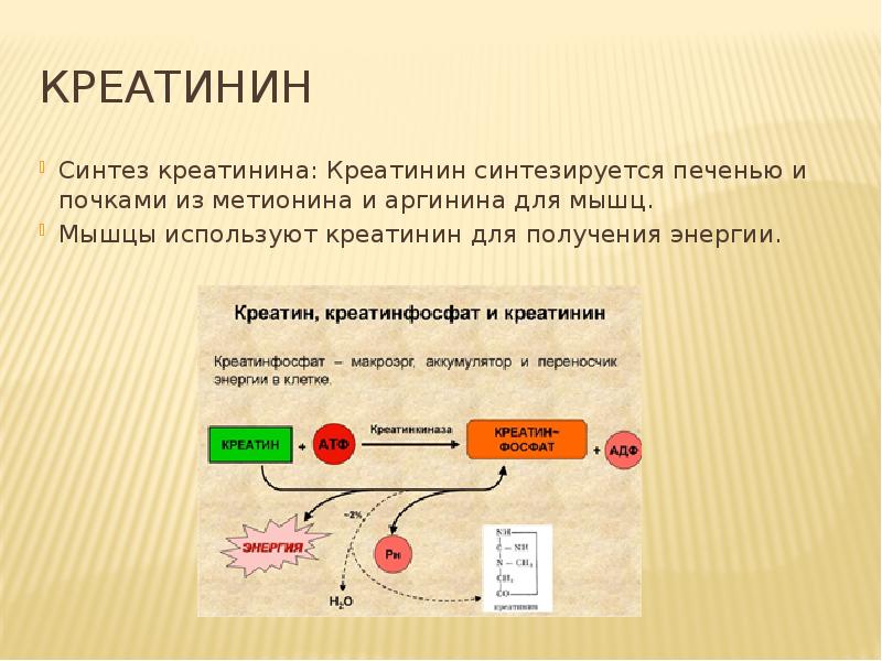 креатинин почки