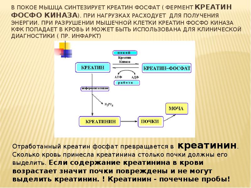 Белковый обмен