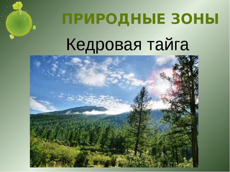 Особенности климата средней сибири. Природные зоны средней Сибири. Природные зоны средней Сибири Тайга. Средняя Сибирь география 8 класс. Природная зона тайги кедр.