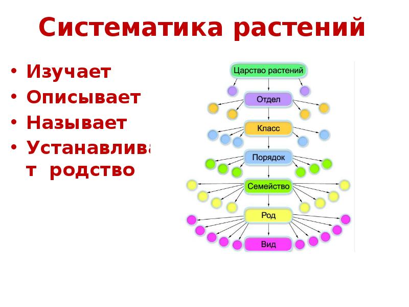 Систематические группы схема