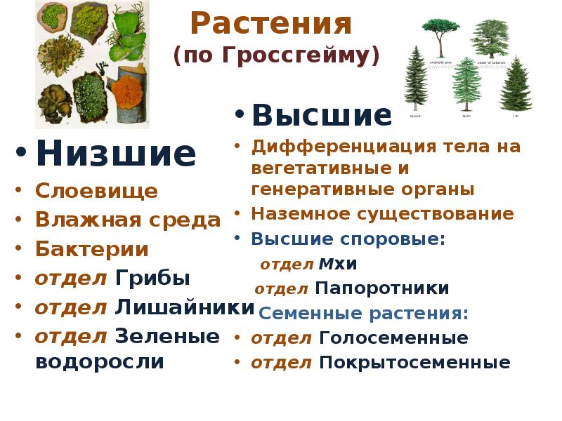Группы растений относятся к семенным. Систематика растений. Систематика растений презентация. Систематизация растений. Лишайники систематическое положение.