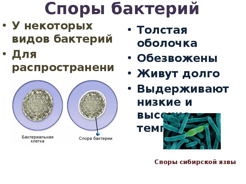 Форма спор бактерий