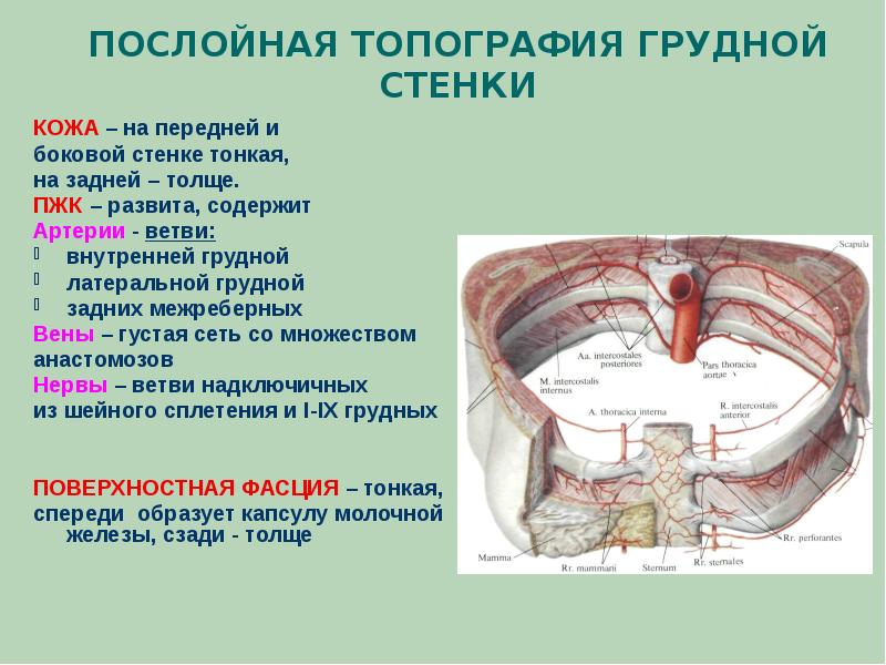 Схема строения межреберного промежутка