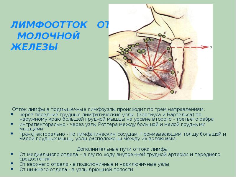 Презентация молочная железа