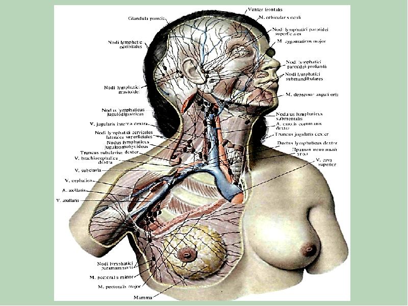 Молочная железа топографическая анатомия презентация