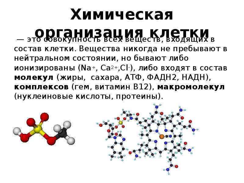 10 класс презентация химическая организация клетки