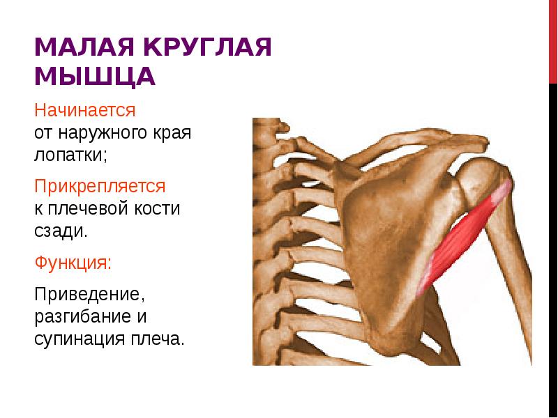 Малая круглая мышца картинка