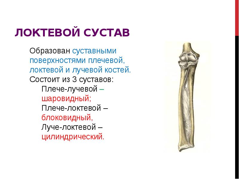 Локтевой сустав схема