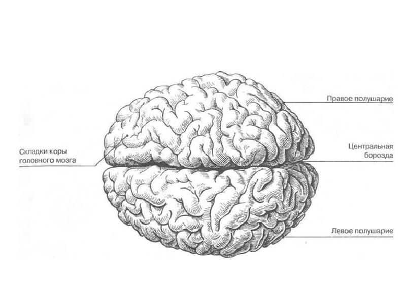 Brain 49. Строение больших полушарий головного мозга. Строение полушарий большого мозга. Большие полушария строение. Большие полушария головного мозга строение.