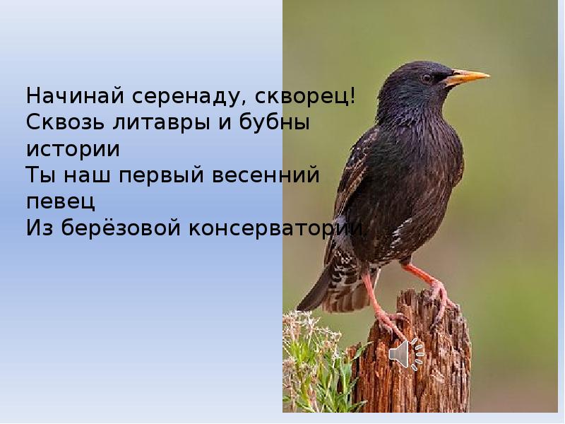 Кто пел песню что за глупый скворец. Скворец экологическая группа. Скворец словообразование. Скворцы падеж. Скворец глагол.