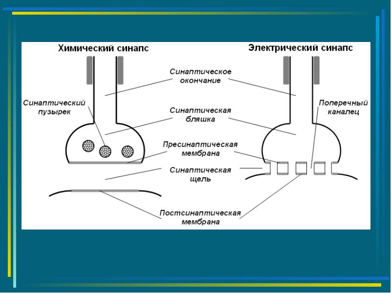 Химический синапс механизм