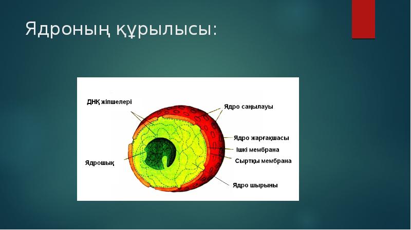 Презентация строение ядра