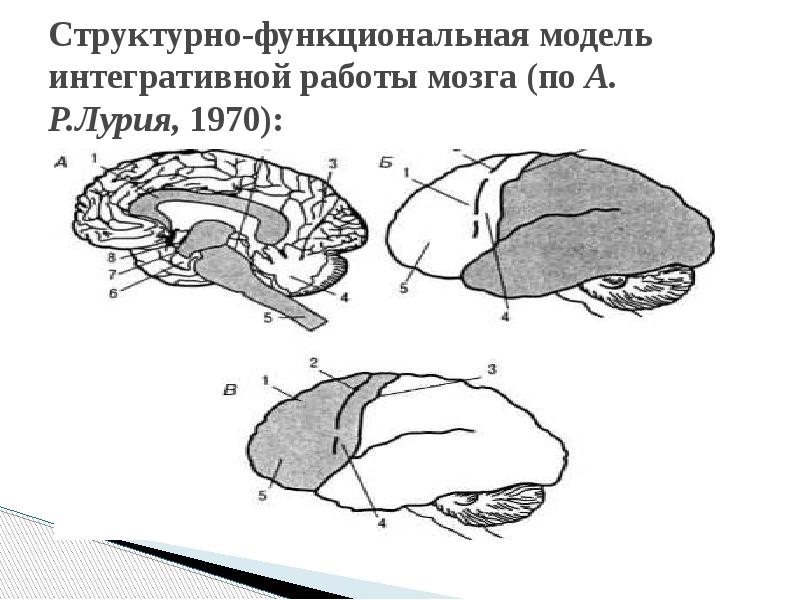 Блоки мозга по лурия с картинками