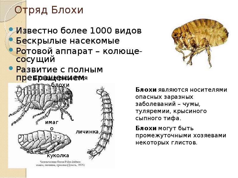 Тип развития блох. Отряд блохи цикл развития. Отряд блохи жизненный цикл. Метаморфоз блох. Стадии развития блохи.