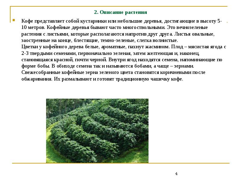 Что это кустарник или дерево. Деревья и кустарники задания. Дерево кустарник травянистое растение. Растения кустарники. Описание дерева.