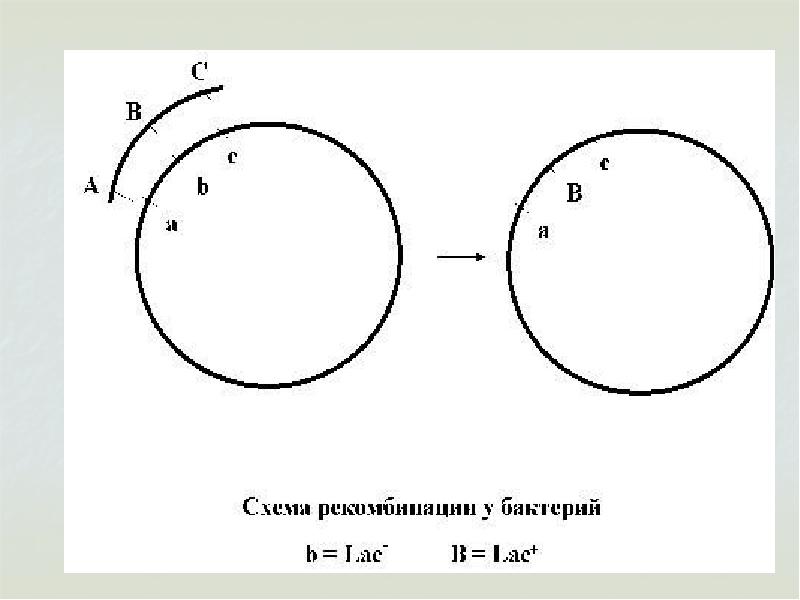 Генетическая карта e coli