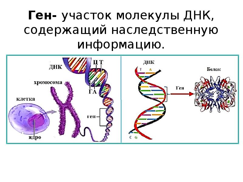 Проект молекула днк