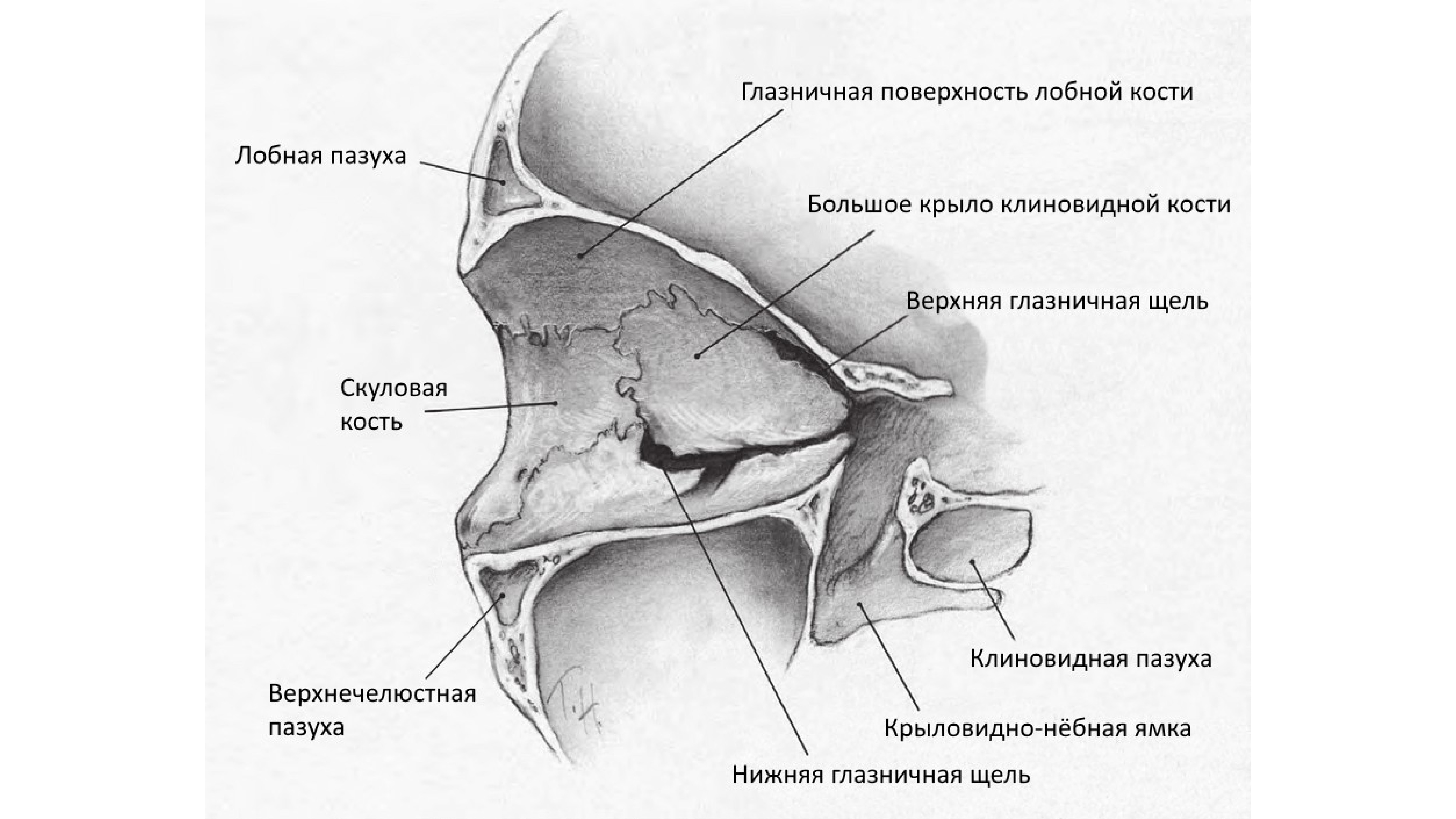 Строение глазницы кости. Череп анатомия верхняя глазничная щель. Полость глазницы анатомия. Медиальная стенка глазницы. Анатомия черепа кости глазницы.