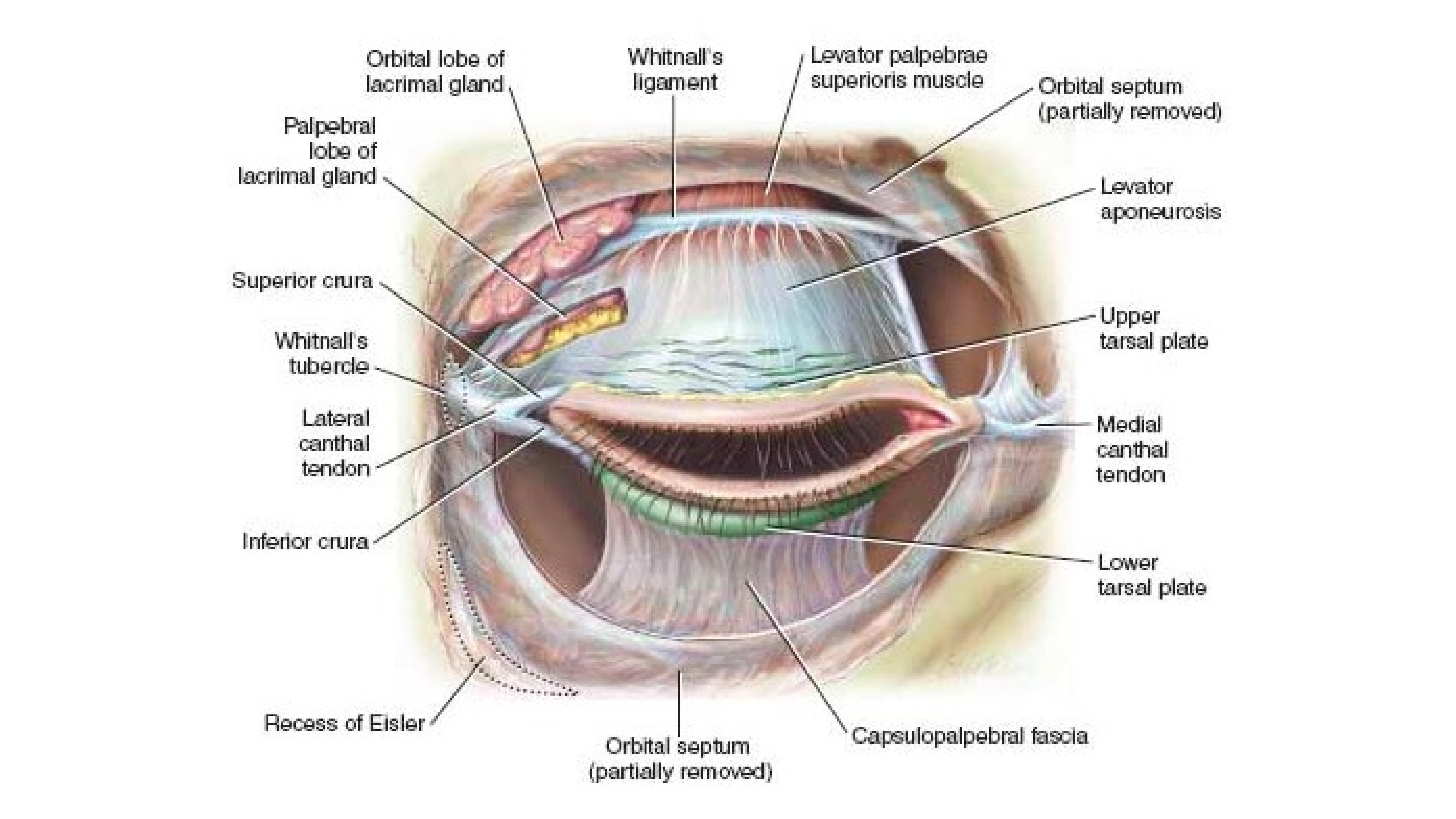 Перегородка глазницы анатомия