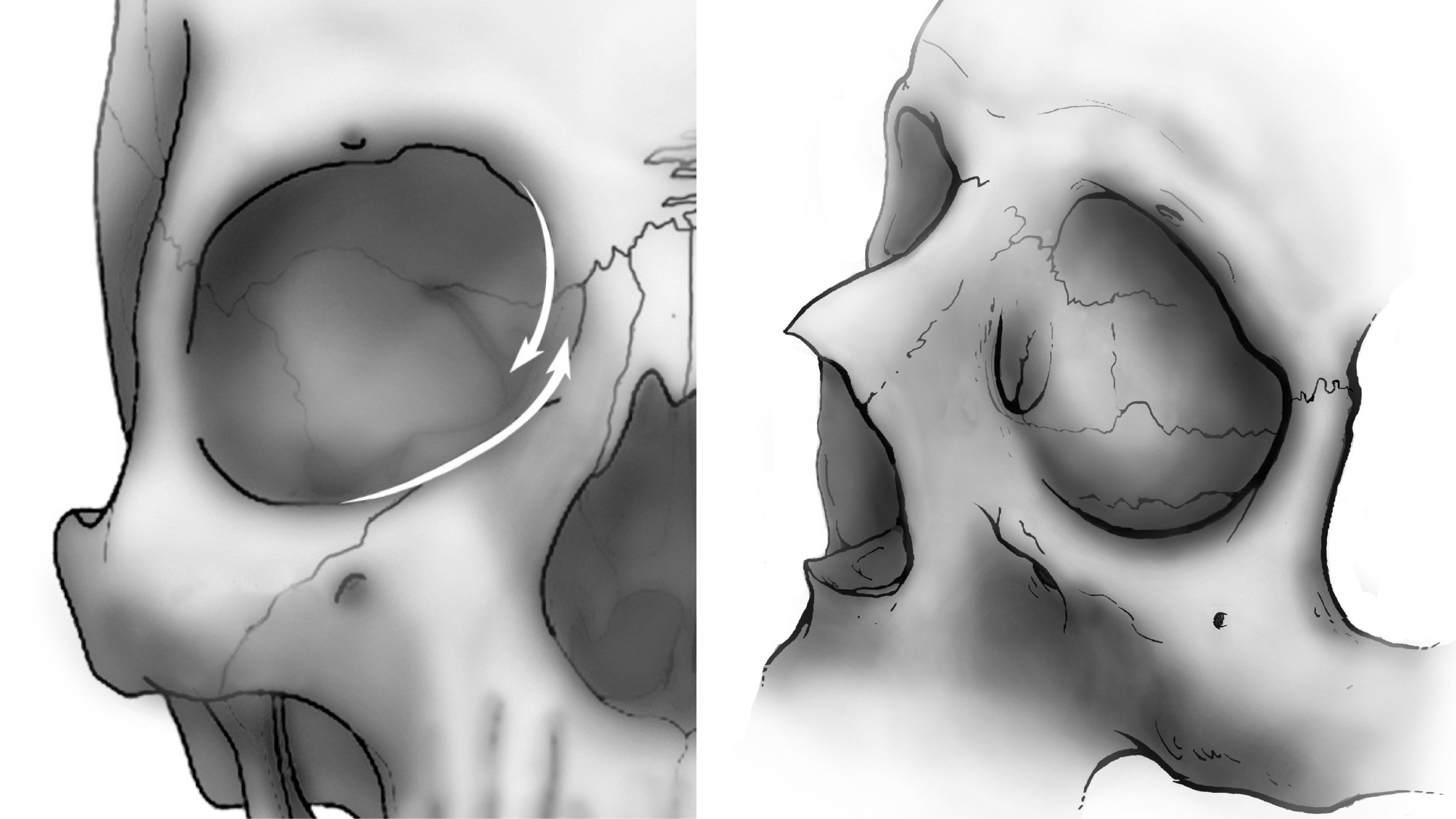 Части глазницы. Анатомия черепа кости глазницы. Полость глазницы анатомия. Глазница анатомия Синельников. Глазница черепа анатомия стенки.