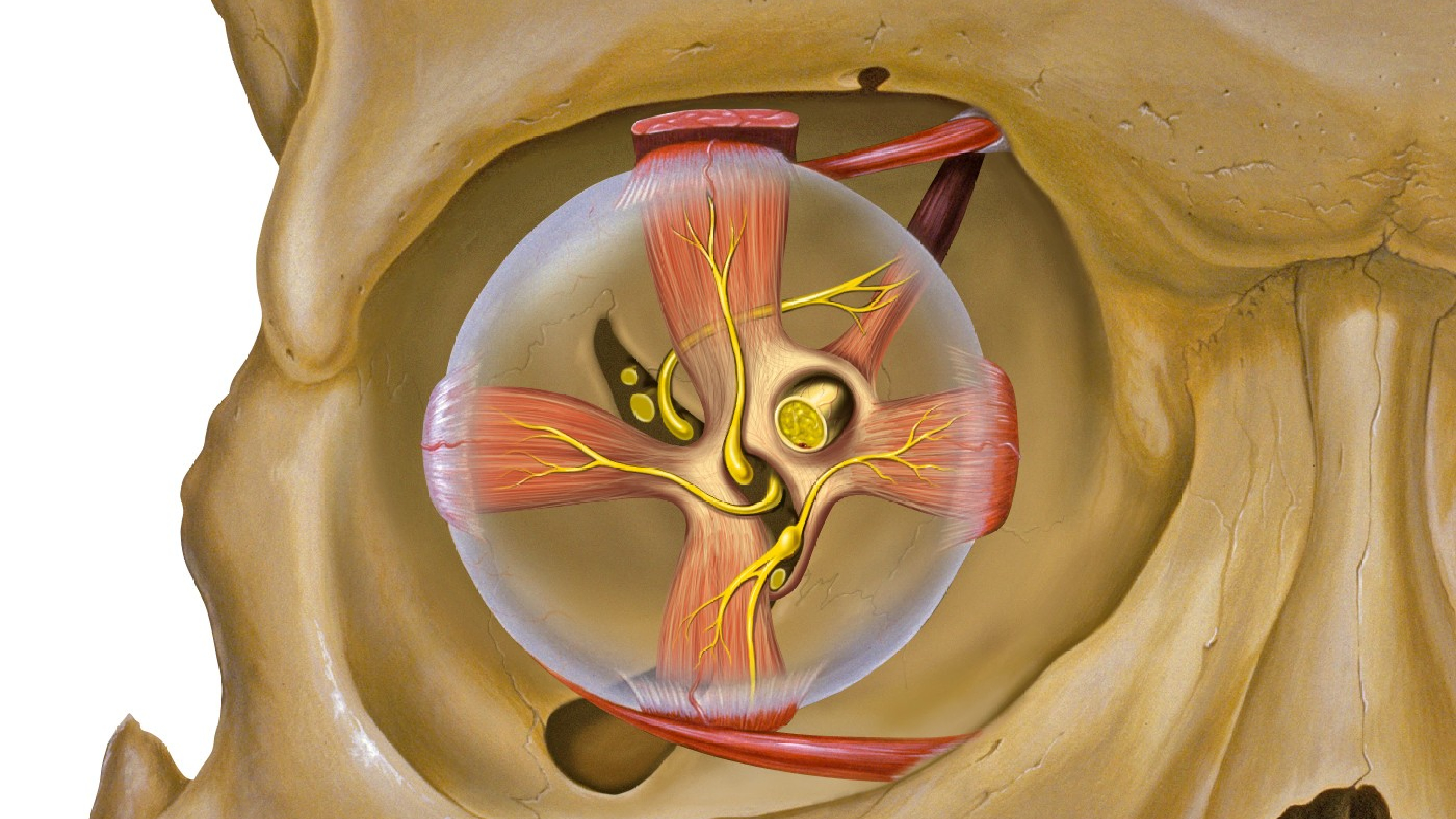 Глазные яблоки расположены в парных углублениях черепа