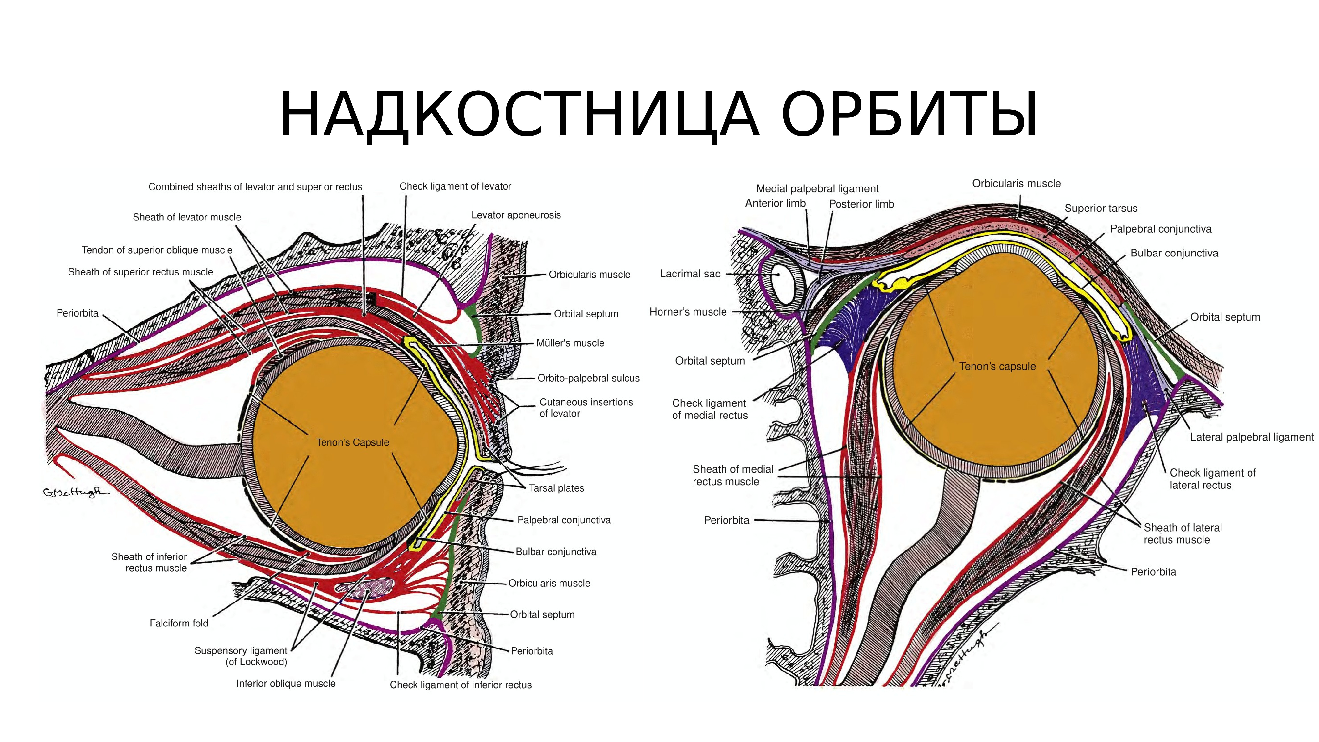 Строение глазницы. Строение глазной орбиты. Строение глаза анатомия Орбита. Орбита стенки анатомия.