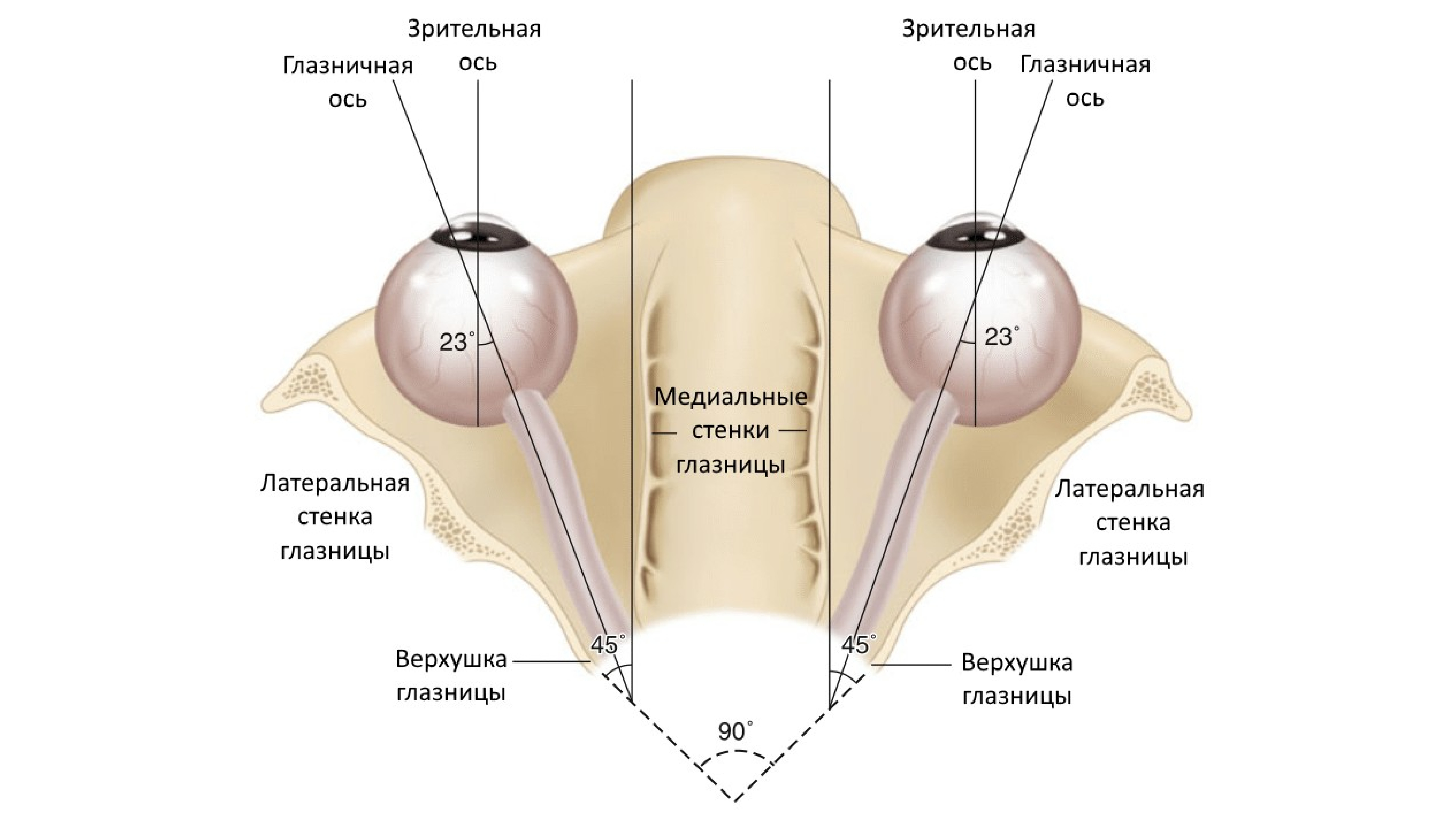 Строение глазницы кости. Костные стенки глазницы анатомия. Медиальная стенка глазницы анатомия. Полость глазницы анатомия. Медиальная стенка орбиты анатомия.