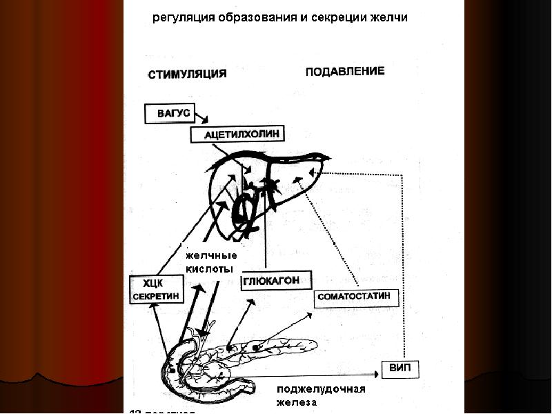 12 перстная кишка центральный узел гуморальной регуляции пищеварения схема