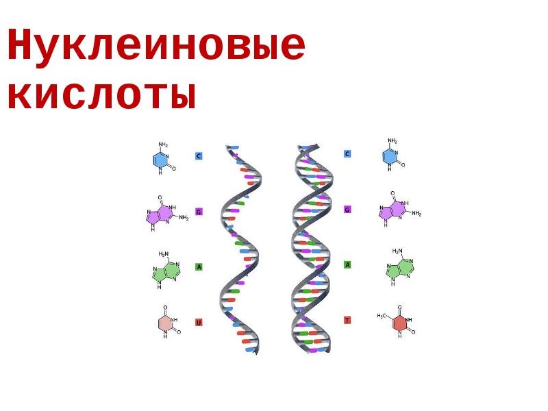 Нуклеиновые кислоты проект