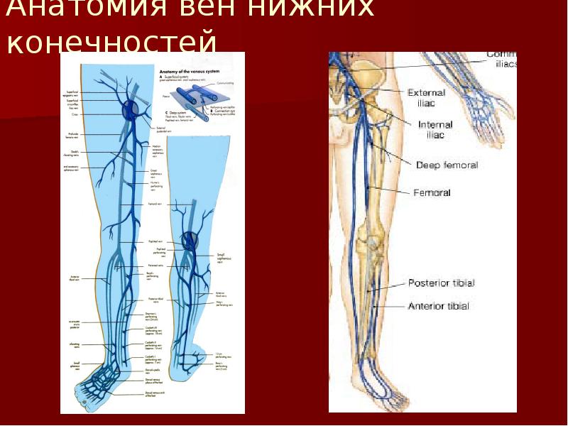 Вены ног человека схема