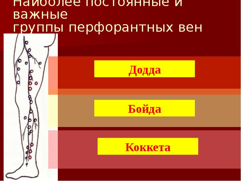 Перфорантные вены. Перфорантные вены кокет. Перфорантные вены Бойда.