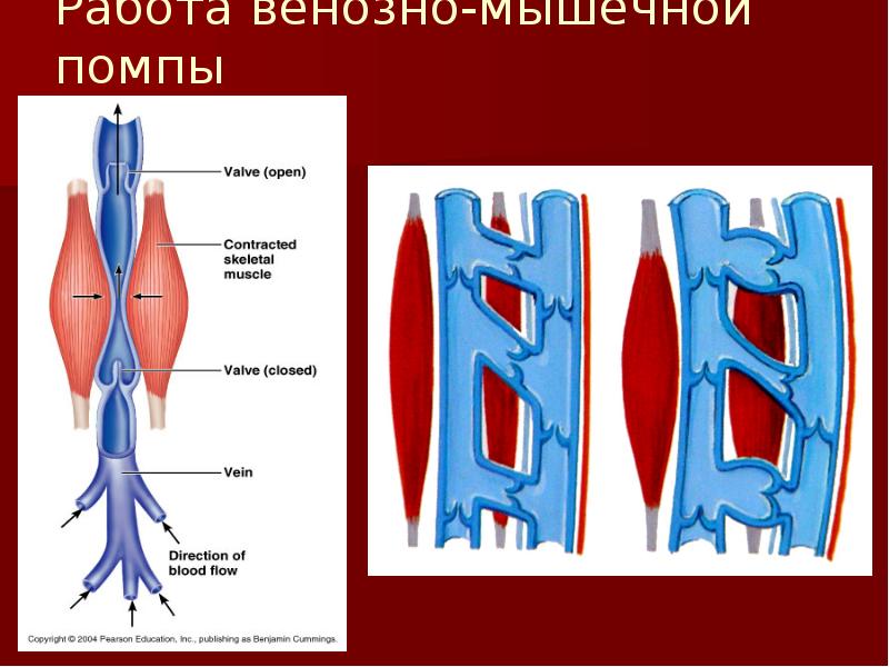 Мышцы вены. Мышечная помпа. Механизм работы мышечно венозной помпы.