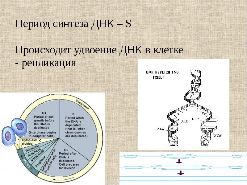 Размер клетки днк. Схема клеточного цикла. Клеточный цикл и его периоды. Клеточный цикл схема ЕГЭ. Синтез ДНК И фазы клеточного деления.