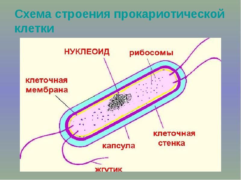 Строение прокариотической клетки. Прокариотическая клетка схема. Строение прокариотической клетки презентация. Мембрана прокариотической клетки. Прокариоты схема строения.