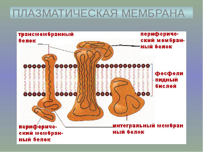 Модель оболочек. Морфология клеточной оболочки. Плазматическую изменчивость.