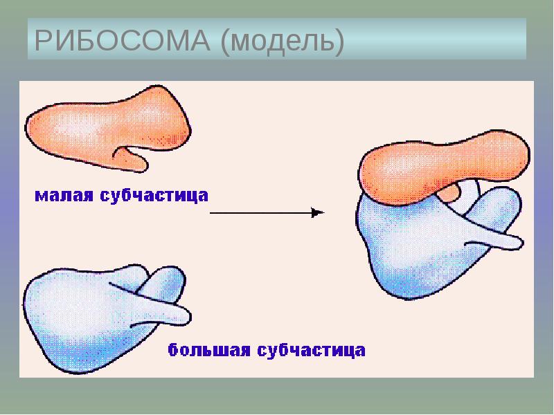 Рибосомы сеть. Рибосома модель. Рибосома мембранная или нет. Головка тело клюв рибосомы. Рибосома Мем с самом.