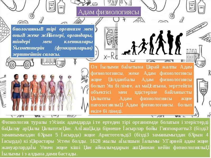 Адам анатомиясы презентация