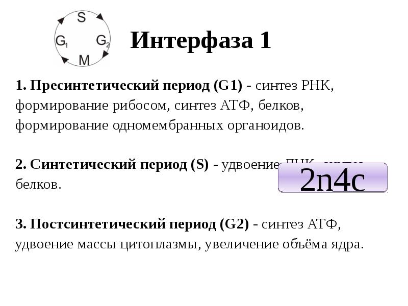 Синтетический пресинтетический период