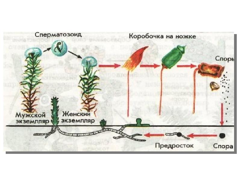 Размножение моховидных схема