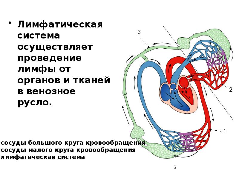 Презентация к уроку "Движение крови и лимфы в организме" Foto 19